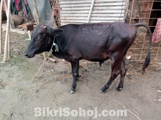 ডেকা